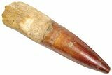 Fossil Spinosaurus Tooth - Real Dinosaur Tooth #357787-1